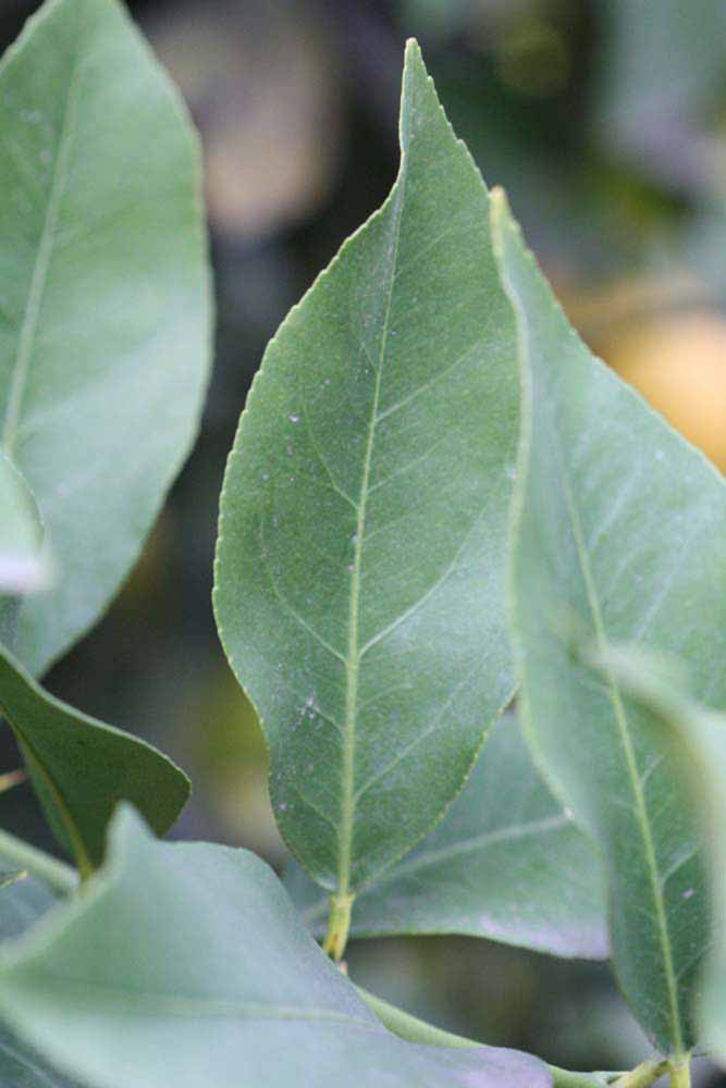              Unifoliolate leaf (Limoneira 8-A, Winter Haven, FL)       